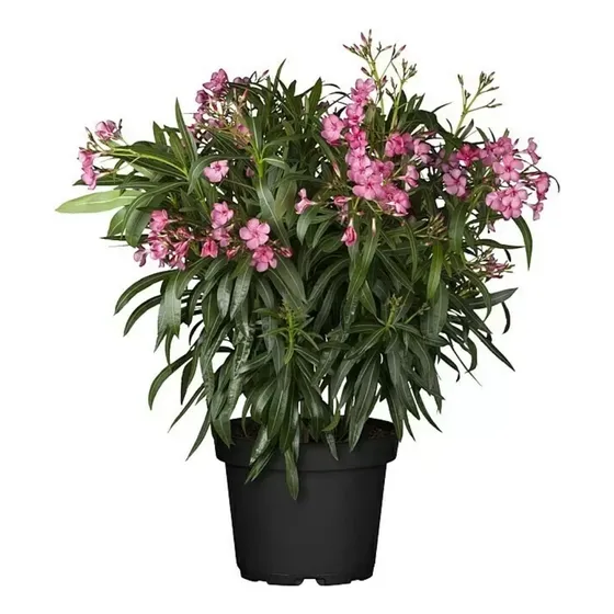 Laurel De Flor Pack 10 Unidades Zona Sur