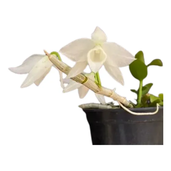 Orquídea Dendrobium Nestor Albo - Muda