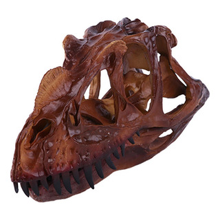Escala 1/10 Modelo Cráneo Fósil De Dinosaurio Ceratosaurus Escala 1/10 Modelo Cráneo Fósil De Dinosaurio Ceratosaurus