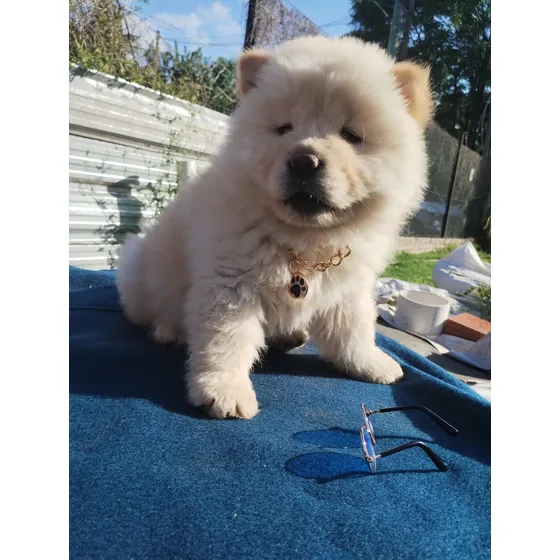 Cachorro Chowchow