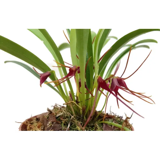 Orquídeas Miniatura - Masdevallia Herradurae