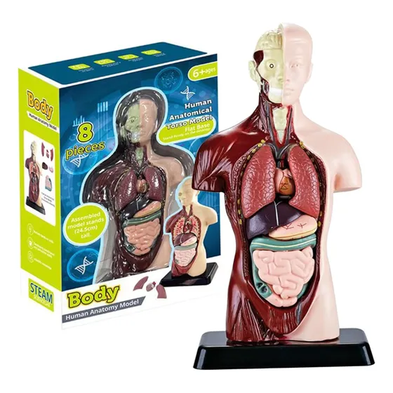 Modelo Anatómico De Estudio, Educativo, Cuerpo Humano Escala