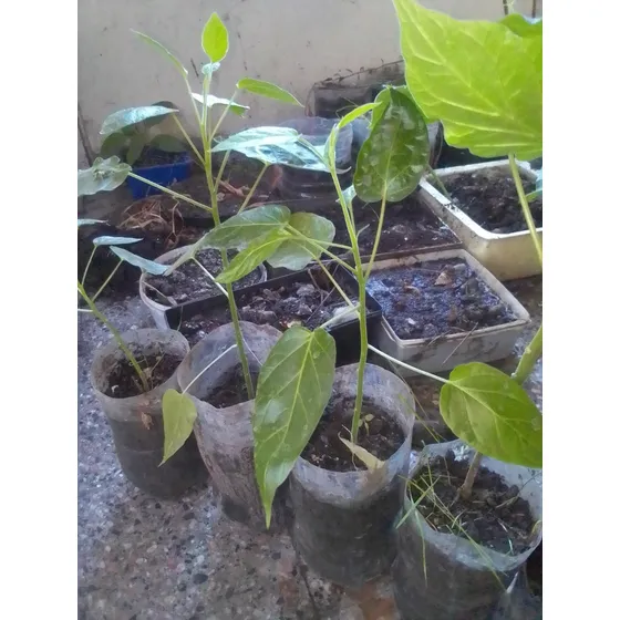 Plantin De Ombu