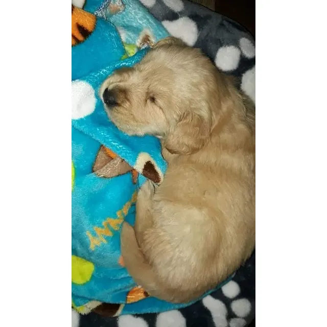 Hermosos Golden Bebés.