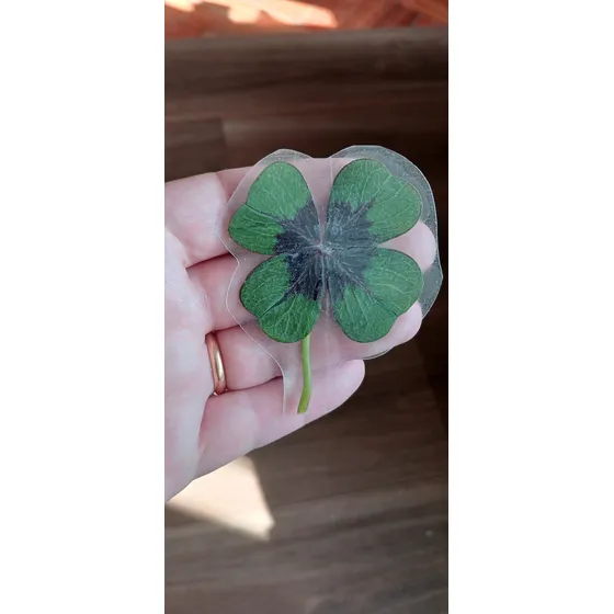 Trébol De 4 Hojas De La Suerte Plastificado