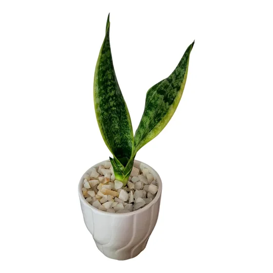 Sansevieria Enana Superba Compacta Tamaño S Maceta Blanca.