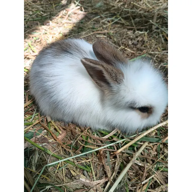 Conejos Cabeza De León