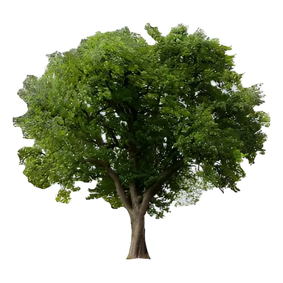 Quillay 1,7 Mts Árbol Nativo Ornamental