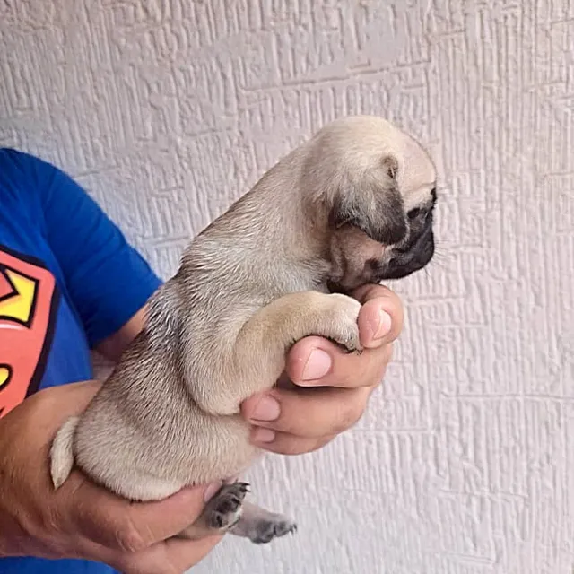 Cachorros Pug Carlino
