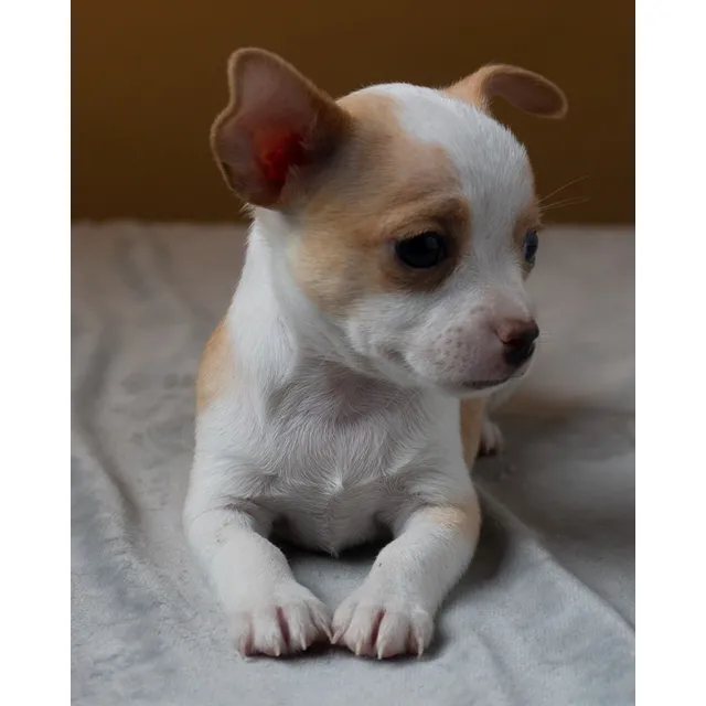 Hermosos Cachorros Chiwawa Papas Buena Genetica