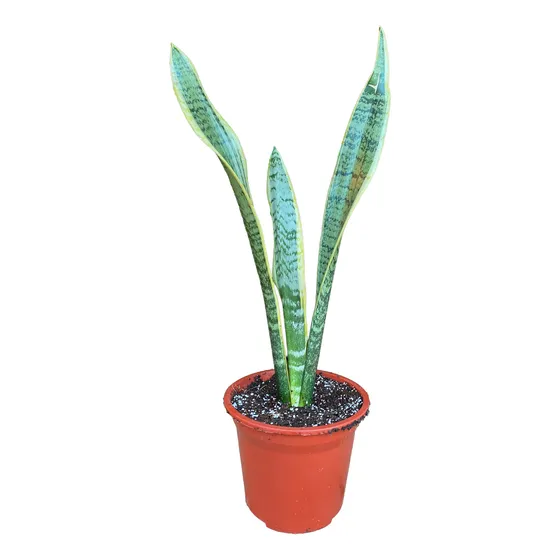 Sansevieria Laurentii/lengua De Suegra/no Envío A Regiones