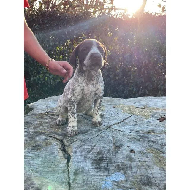 Cachorros Pointer Alemán Medellín Animal Pets Colombia 