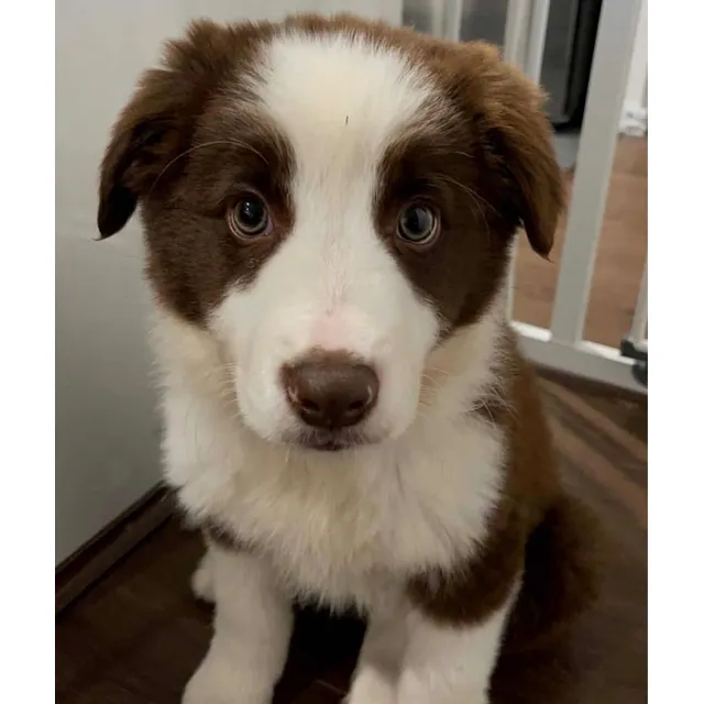 Hermosos Cachorros Border Collie Chocolate Macho Disponibles