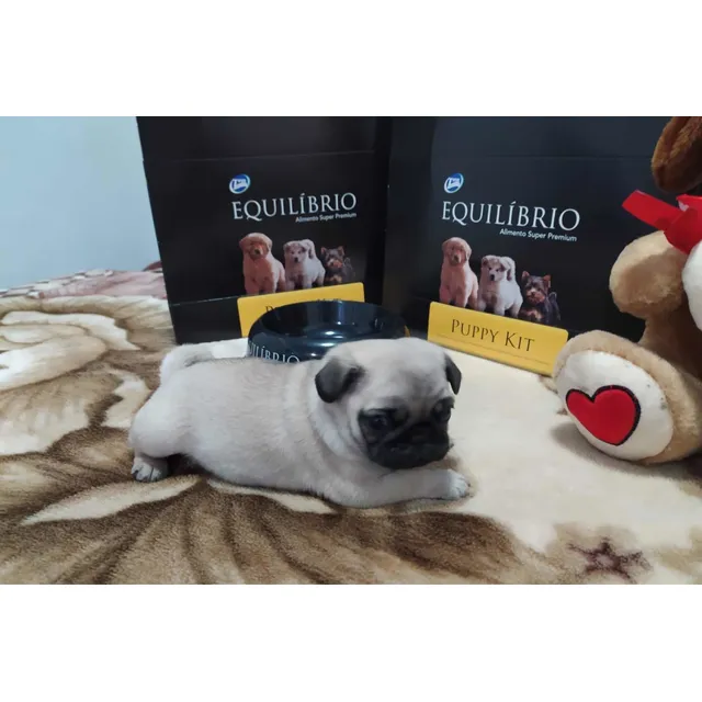 Hembritas  Pug Carlino