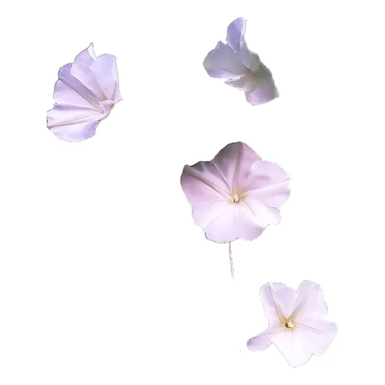Ipomea Alba/dama De Noche Enredadera Nativa