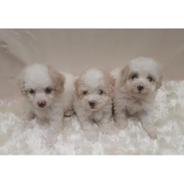 Cachorros Poodler Machos Nacidos El 15 Abril