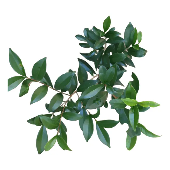 Cerella Negra (eugenia Involucrata)