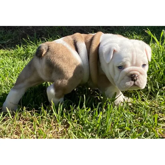 Cachorros Bulldog Inglés De Excelencia