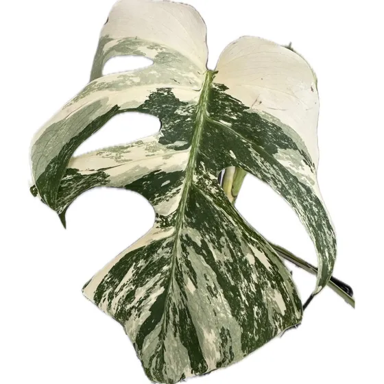 Costela De Adão Variegata Monstera Deliciosa Variegata Muda