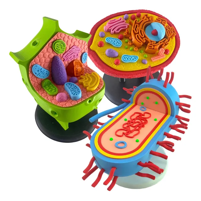 Kit Celula Eucariota Y Procariota Maqueta Biologia