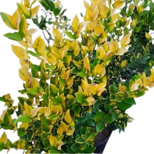 Olea Texana Cerco . Vivero Sol