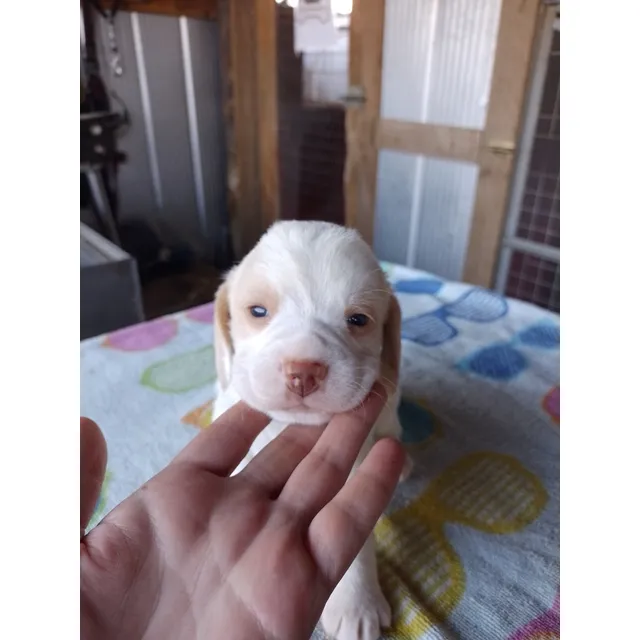 Beagle