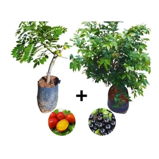 1 Muda Ciriguela+ 1 Jabuticaba Híbrida+ Fertilizante Grátis.