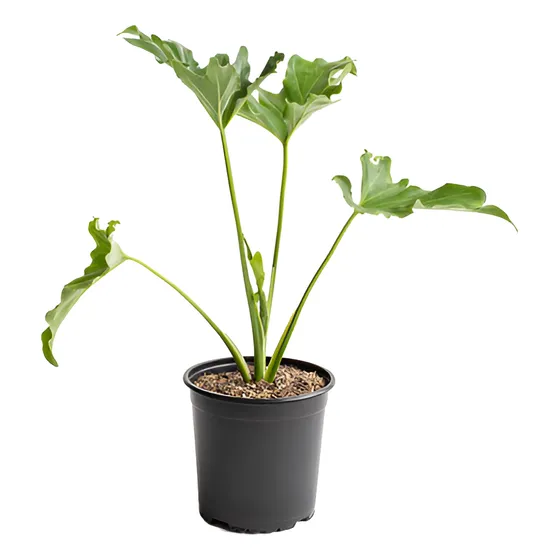 Plantas Naturales Filodendro Misionero Wambe Interior 3lts