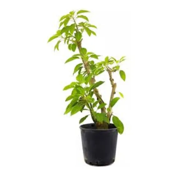 Arbol Ombú Nativo - Hermoso Y Grande - E. Gratis Amba