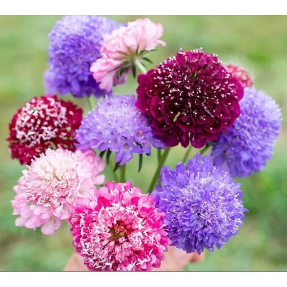 Semillas De Scabiosa Gigante Imperial - Mix De Colores