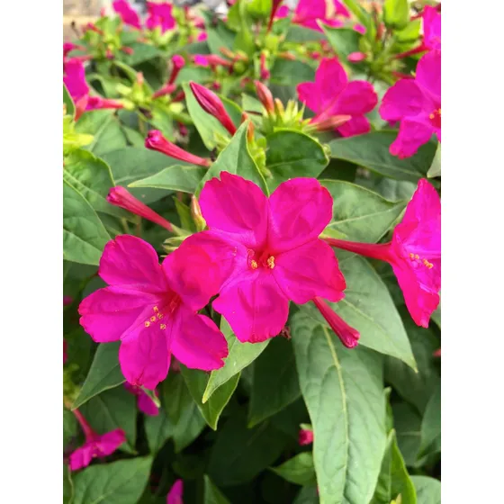 Mirabilis Jalapa - Semillas