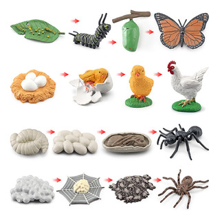 Modelo De Rana De Darwin Ciclo De Vida 37g Realista Modelo De Rana De Darwin Ciclo De Vida 37g Realista