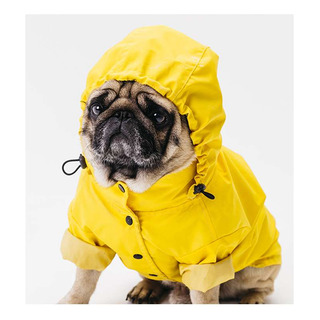 Vinilo 60x60cm Perros Pug Frances Piloto Amarillo Vinilo 60x60cm Perros Pug Frances Piloto Amarillo