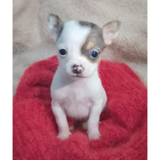 Chihuahua Mini Hembra Merle