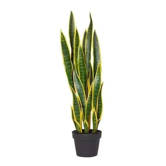 Planta Sansevieria Espada Del Rey Lengua De Suegra, De Tigre