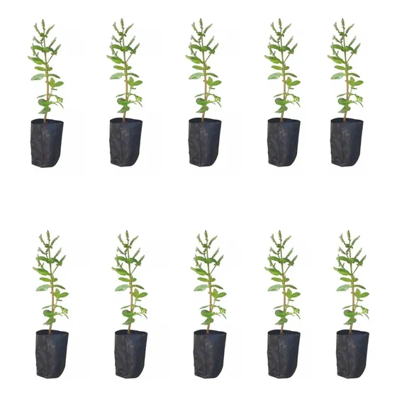 Kit 10 Mudas Planta Catinga De Mulata Macassá Erva Medicinal