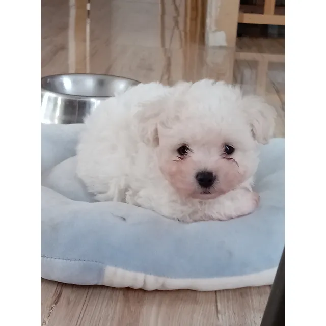 Bichon Frisé Kcc