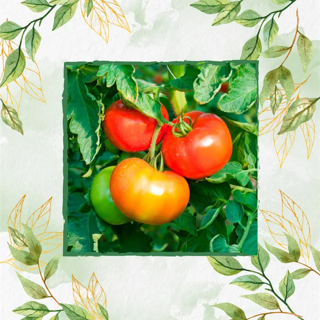 50 Semillas Tomate Grande Orgánico Para Maceta O Huerta 