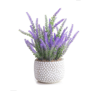 Cadnly Planta De Lavanda Falsa En Maceta ' Flores De Lavanda Cadnly Planta De Lavanda Falsa En Maceta ' Flores De Lavanda