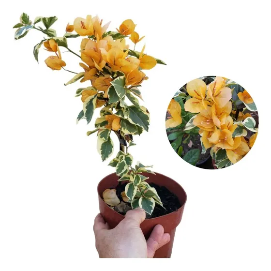 Primavera Variegata Flor Laranja Vaso 17 Já Florindo Linda
