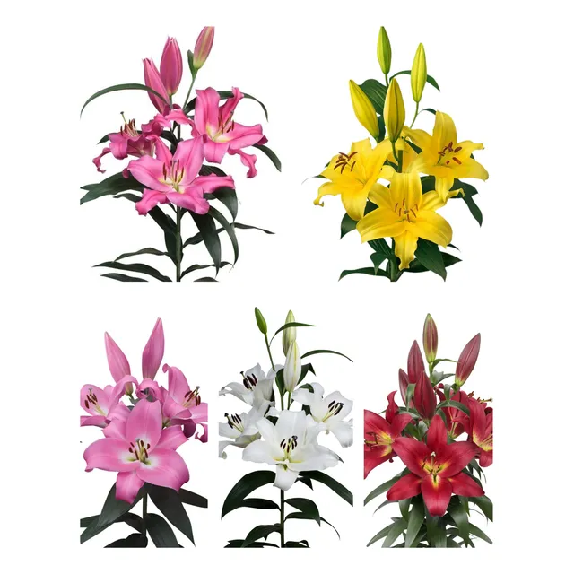 Pack 15 Lilium Oriental Colores