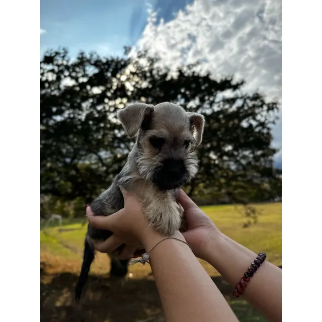 Schnauzer Miniatura Macho Listo P Entregar Precio Negociable