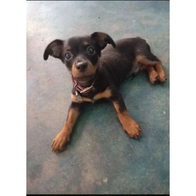 Pincher Patas Cortas, Macho En Venta - Perro De Raza
