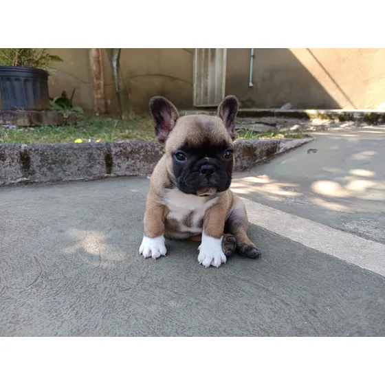 Bulldog Francés Cachorros