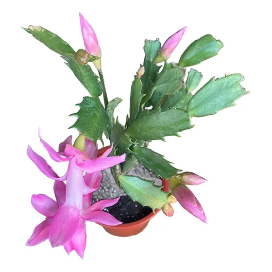 Cactus De Navidad/ Patita De Jaiba/no Envío A Regiones