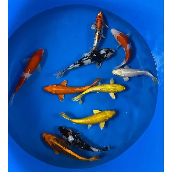 10 Carpas Koi De Alto Padrão Genético E Selecionadas . Laranja