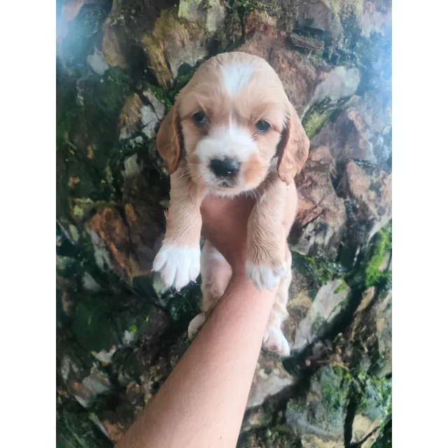 Cocker Spaniel Americano Entregas En Todo El País