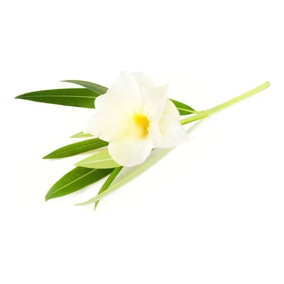 Laurel De Flor Blanco Adelfa Arbusto Ornamental