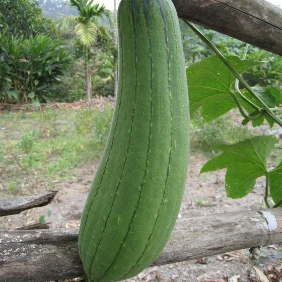 10 Sementes Bucha Esponja Vegetal Orgãnica Sem Agrotóxico