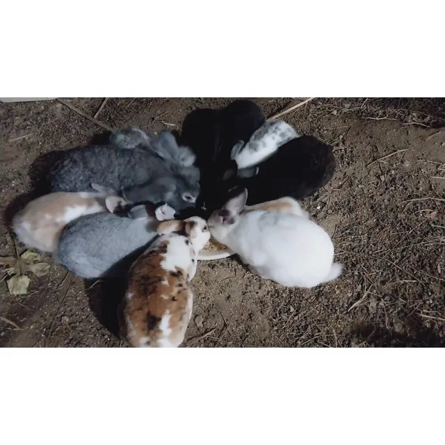 Conejos